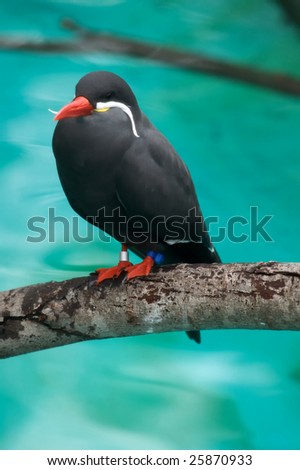 A black bird sits on a branch over a body of water