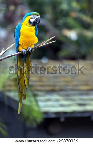 A blue and yellow parrot sits peacefully on a tree branch