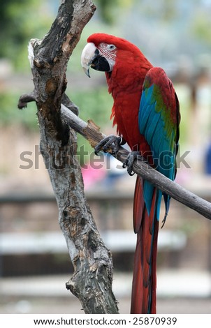 A colorful red, blue and green parrot sits on a tree branch