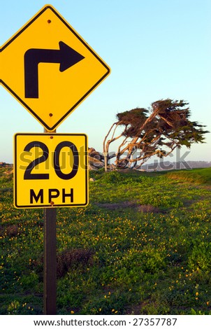 A comedic combination of a curved road sign and a pine tree curved by the wind