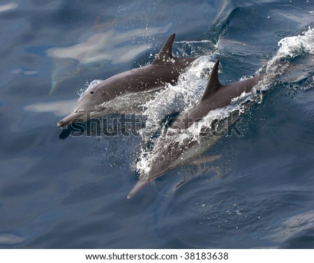 common dolphins jump and swim playfully in the pacific ocean