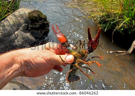 Crayfish in human hand at the river