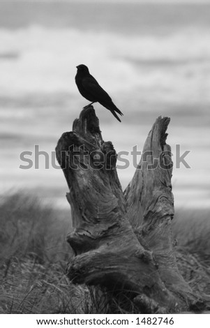 black bird on driftwood at the ocean