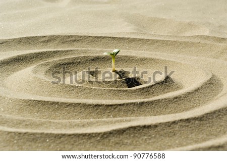 plant in desert