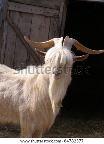 A white ram with large horns faces the camera. A barn door hangs open behind him. Hair hangs in front of his eyes obscuring them.