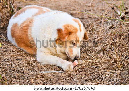 Cute dog eating bone