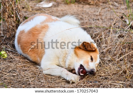 Cute dog eating bone