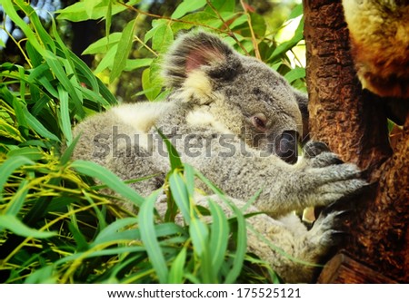 Koala Bear in eucalyptus tree