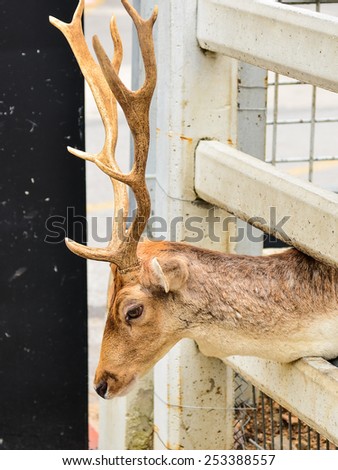 Deer in cage in zoo