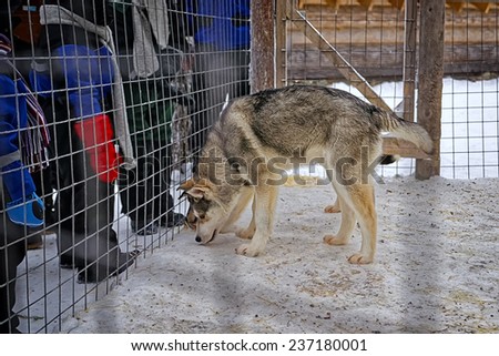 Husky dog in the cage in winter Lapland
