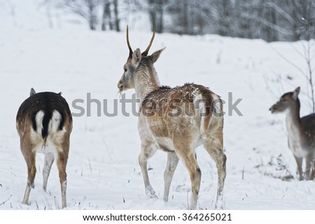 Fallow deer young male and females grazing in snow winter. They belong to Dama dama genus. This common species is native to western Eurasia.