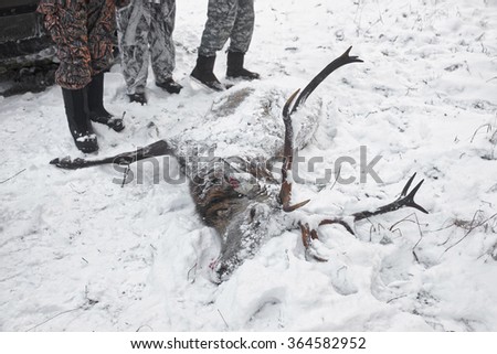 Hunters and Shot down Fallow deer male in winter. Deer belonges to cervus dama genus. Cervus is a genus of deer that are native to Eurasia.