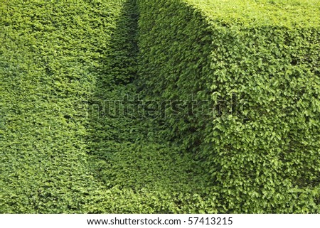 Oddly trimmed hedge