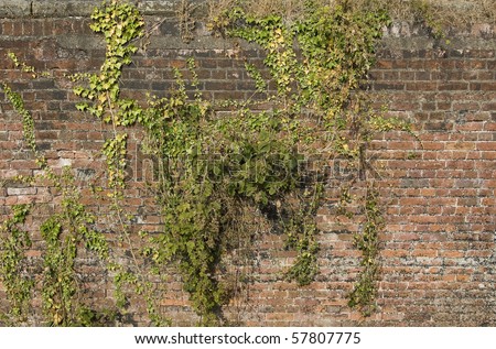 Vines and creepers on old brick wall