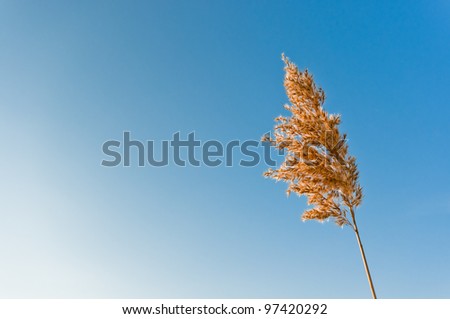 Single reed stem with clear and blue sky on background