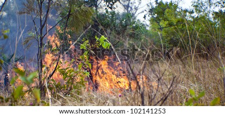 Bush fire in Kakadu National Park, Australia.