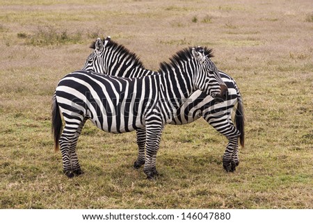 Two Zebras Side By Side In Tanzania