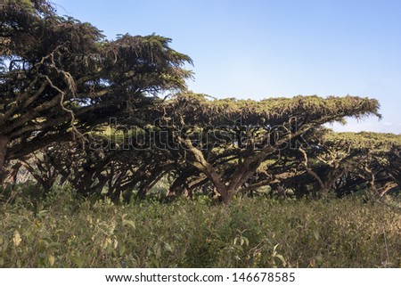 Acacia tree (Acacia erioloba), Large Acacia trees in the open savanna plains of East Africa