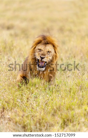 Roaring Lion In Serengeti National Park