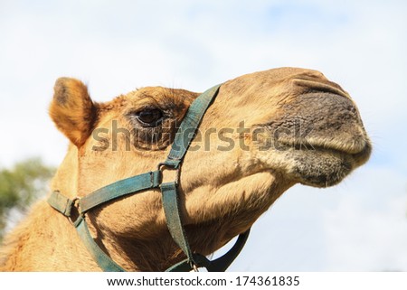 Head of the camel with open mouse and eyes