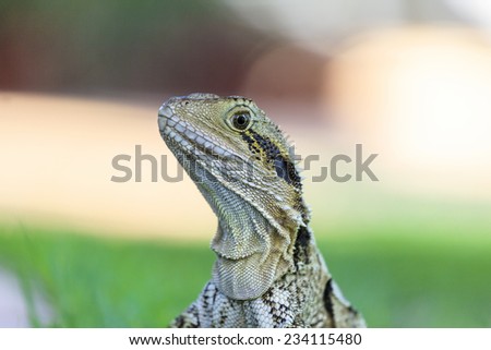 Australian Bearded Dragon Lizard sunning itself