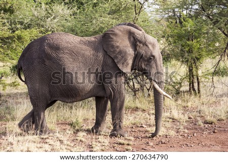 African elephant (Loxodonta Africana) feeding time Tanzania