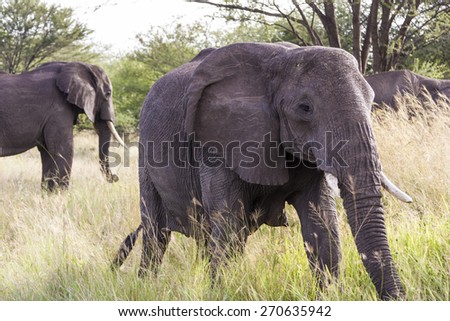African elephants families  (Loxodonta Africana) feeding time Tanzania