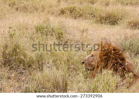 Male lion on the hunt