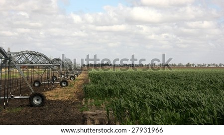 Corn field with irrigation system