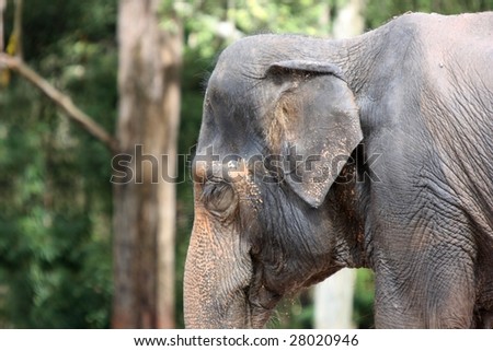 Asian elephant in the jungle