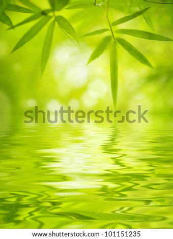 Close up bamboo leaves with water reflection, soft focus