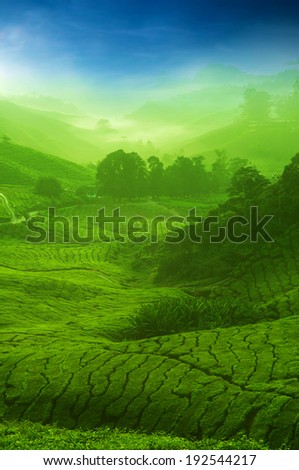 Landscape view of tea plantation with blue sky. Beautiful tea field Cameron Highlands in Malaysia.