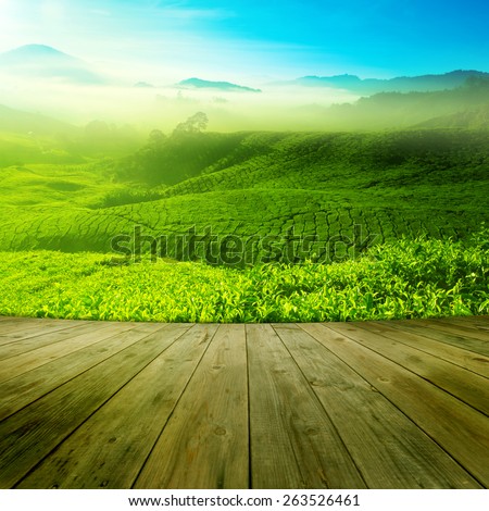 Wood platform landscape view of tea plantation with blue sky in morning. Beautiful tea field Cameron Highlands in Malaysia.