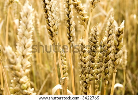 golden grain ready for harvest