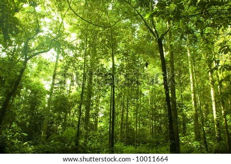 wallpaper green forest. stock photo : green forest
