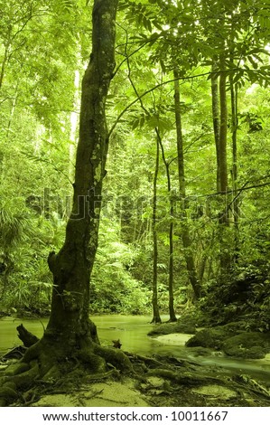 green forest and river