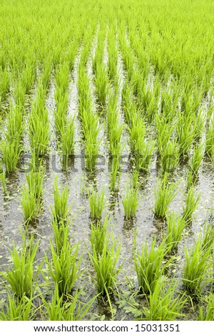 Green rice fields in early stage