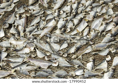 drying salted fish under hot sun