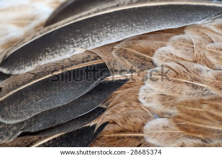 Macro shot feathers of a brown chicken.
