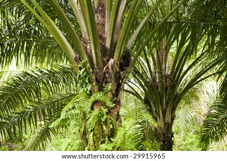 Palm Oil Plantation. Palm oil to be extracted from its fruits.