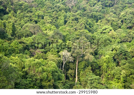 Nature landscape Tropical green forest in Malaysia