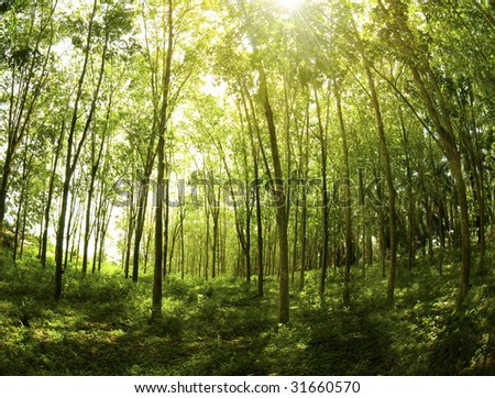 Rubber Plantation. Sunbeam shine through the rubber tree plantation.