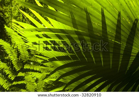 Tropical forest. Sun shining to the palm leaf in tropical forest.