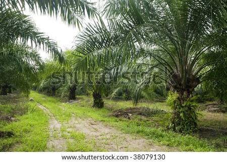 Palm Oil Plantation. Palm oil to be extracted from its fruits. Fruits turn red when ripe. Photo taken at palm oil plantation in Malaysia, which is also the world largest palm oil exporting country.