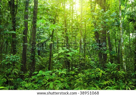 Dense forest. Tropical dense forest with morning sunlight shine on to it.
