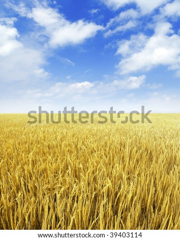 Golden paddy rice field ready for harvest.