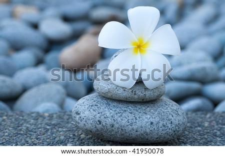 Spa and wellness. White frangipani and therapy stones.