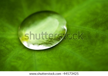 Water drop on lotus leaf closeup