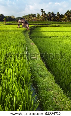 Rice field in early stage at Ubud, Bali, Indonesia. Coconut tree and hut at background.