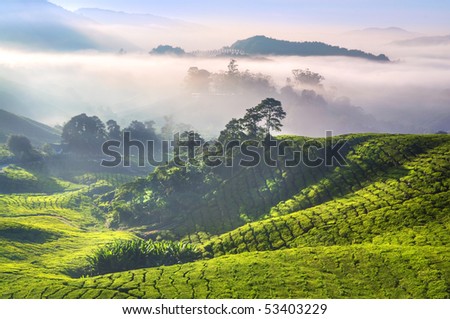 Tea Plantations at Cameron Highlands Malaysia. Sunrise in early morning with fog.